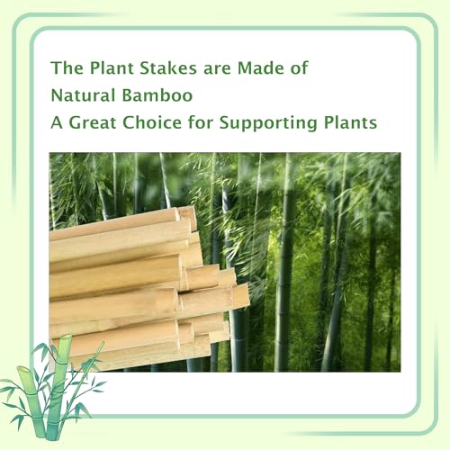 Bamboo Stakes 3FT 25 Pack, Garden Stakes 36 inch, Thicker Sturdy Nutural Plant Stakes for Tomatoes, Beans, Flowers, Potted and More Climbing Plants - size: 3FT, pack of 25