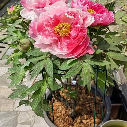 4pack Peony Cages and Supports, 10 x 16 Inch Four Legs Peony Cage, Heavy-Duty Peonies Support Cages, Peony Ring for Roses, Hydrangeas, Sage, Peonies, Cucumbers, Tomato - size: 10"x16"-4pack