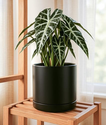 D'vine Dev 2-Pack Ceramic Pots with Saucers, Black, 10 in, 94-V-E-2 - color: Black, size: 10 Inch