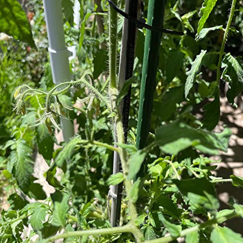 Garden Plant Stakes, 48 Inch 4Ft Steel Tomato Stakes, 25 Pack - size: 48 Inch
