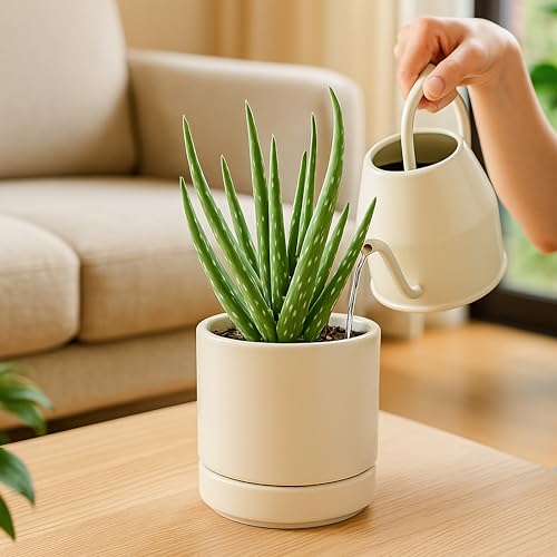 D'vine Dev 2-Pack Ceramic Pots with Saucers, Oatmeal, 4.7 in, 94-V-B-8 - color: Oatmeal, size: 4.7 Inch