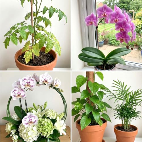 Nogeqi 10 Pack Orchid Stakes and Clips, Flexible Plant Support Stakes,11.8 Inch Plant Holder Stick for Garden,Plants Supports for Tomato Rose Outdoor Indoor Plants Professional Phalaenopsis(Brown) - color: brown