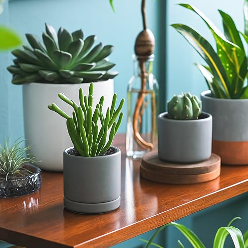 D'vine Dev 2-Pack Ceramic Pots with Saucers, Grey, 3.5 in, 94-V-A-3 - color: Gray, size: 3.5 Inch