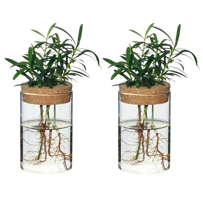 Separated Desktop Glass Flower Vases - Ideal Plants Propagation Stations for Living Room, Bedroom Decoration,Home Decor (2)