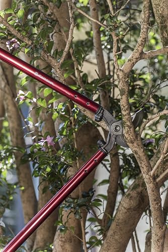 Corona Tools | 32-inch Branch Cutter MAXFORGED Orchard Loppers | Tree Trimmer Cuts Branches up to 2 ¼-inches in Diameter | AL 8462, Red - size: Size 32"
