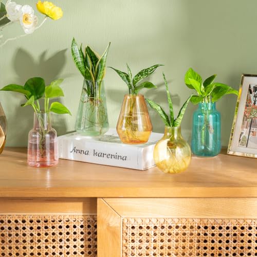 Mkono Propagation Vases 5 Glass Jars Station for Hydroponic Plants,Color - color: Colorful