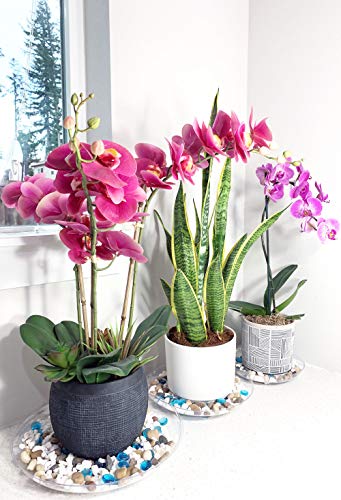 2 Pack of 10 inch Clear Round Plant Saucer, Thicker Plastic Tray for Indoor, Durable Flower Pot Planter Saucers with Multiple Support Footing Designed for Improved Airflow. - size: 10" - 2 Pack
