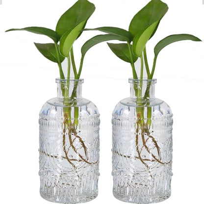 TIWPAJS 2Pcs Propagation Vases for Plants, Bud Vases, Small Glass Vase for Flowers, Home and Table Decor, Shelf, Desk, and Office