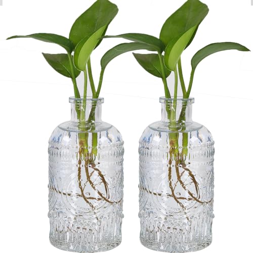 TIWPAJS 2Pcs Propagation Vases for Plants, Bud Vases, Small Glass Vase for Flowers, Home and Table Decor, Shelf, Desk, and Office