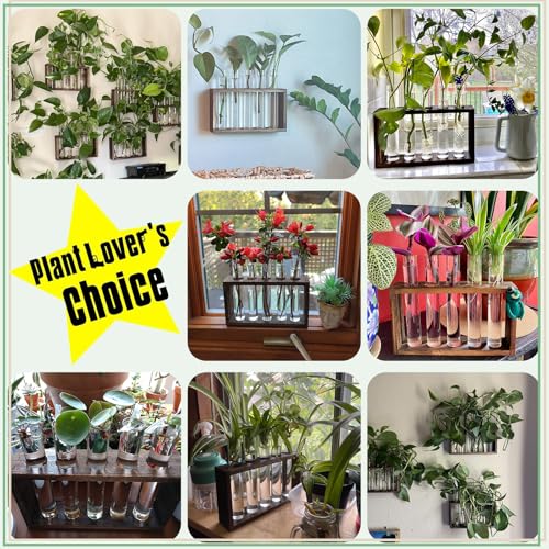 XXXFLOWER 5Test Tube Plant Propagation Station Plant Terrarium Wooden Stand - size: 5 Glass Tubes Vases