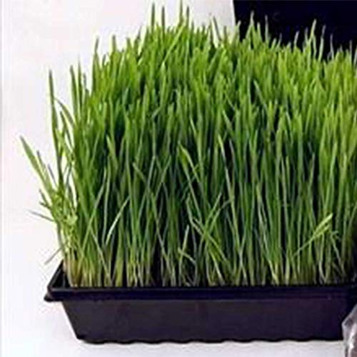 Living Whole Foods Plant Germination Drip Trays - Pack of 100-10" by 10" Black Plastic Greenhouse Growing Trays with No Drain Holes - for Seedlings, Microgreens, Wheatgrass, More - size: Pack of 100