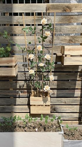 Natural BambooTrellis,4.8Feet,3Pack,GUANGYE,Fan-Shaped Plant SupportTrellis - style: 4.8Feet,3Pack