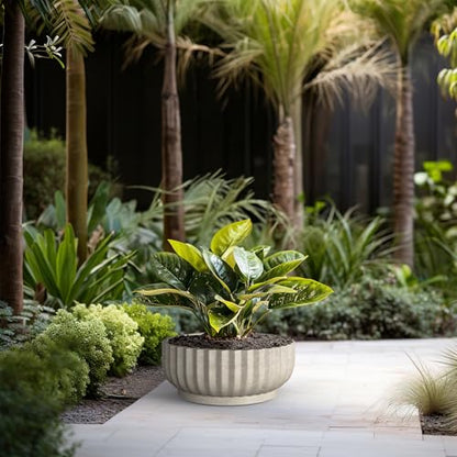 Kante Large Round Shallow Weathered Concrete Planter 20.9" Dia, Outdoor - color: Weathered Concrete, size: 20.9"w x 8.3"h