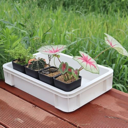 16 Pack 3.20 Inch Small Black Plastic Square Nursery and Seedling Pot, Deep Transplant Seed Starter Planter with Drain Hole for Germination, Herb, Succulent - color: Black