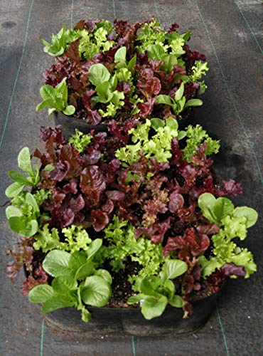 3ft X 3ft Victory 8 EZ-GRO MD SQ Raised Bed AeroFlow Proprietary Fabric Grow Your OWN No Assembly - size: 3x3 Feet