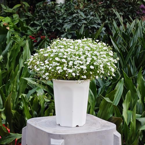 10 Pack 5.30 Inch White Plastic Deep Nursery Pot and Seedling Planter for Succulent, Cutting, Transplanting - color: White, size: 5.30 inch