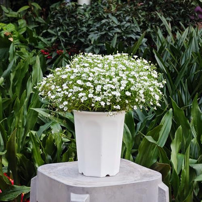 10 Pack 5.30 Inch White Plastic Deep Nursery Pot and Seedling Planter for Succulent, Cutting, Transplanting - color: White, size: 5.30 inch