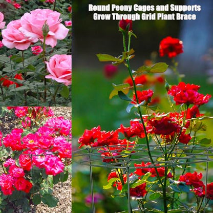 2 Pack Round Peony Cages and Supports Grow Through Plant Supports Ring Hoop,24 inch Plant Support Stake with 3 Legs for Potted Plant Tomato, Rose (24inch)
