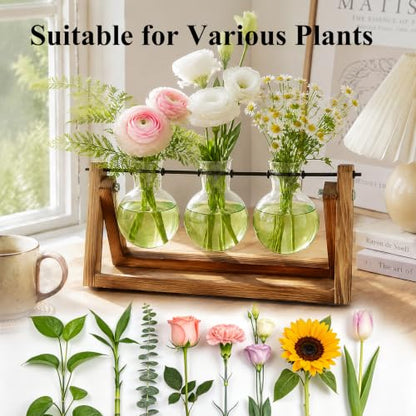 XXXFLOWER Plant Terrarium Kit with Wooden Stand 3 Gradient Green Bulb Vases - color: Green
