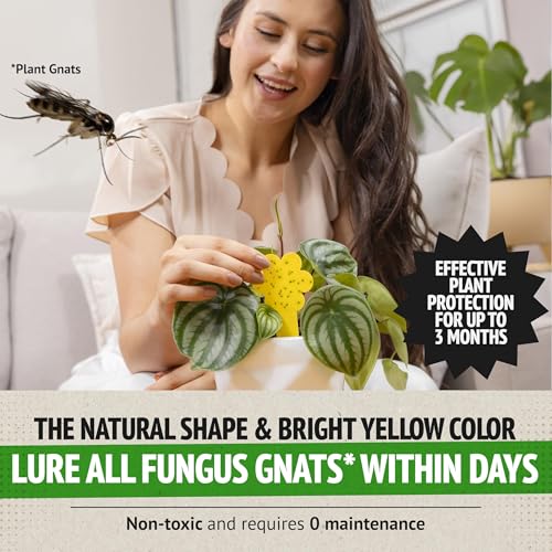 Super Ninja Fruit Fly & Fungus Gnat Traps for House Indoor (2 + 10) - size: 10+2 Pack