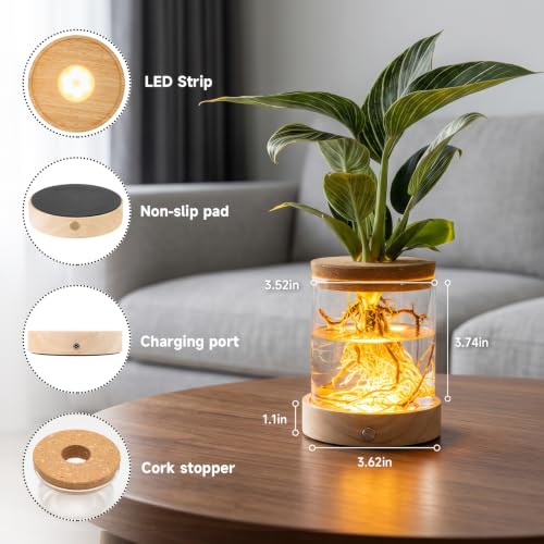 2 Pack Plant Propagation Station with Light, Hydroponic Glass Vase - color: 2 Pack Cylindrical