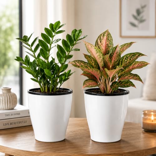 Self-Watering Table Top Planter (2PC, White, Cone) UV-Resistant Polypropylene Material Indoor and Outdoor Gardening, Modern Flower Pot for Home & Balcony. - color: Aqua Cone White