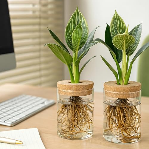 6 Pcs Propagation Vases for Plants, Cylinder Glass Vases with Cork Stopper