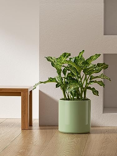 LE TAUCI 12 Inch Pot for Plants, Ceramic Indoor Planter, Sage Green - color: Sage Green