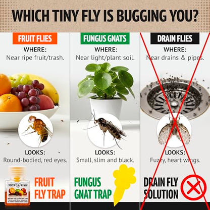 Super Ninja Fruit Fly Traps for Indoors, 6 Pack - size: 6 Traps