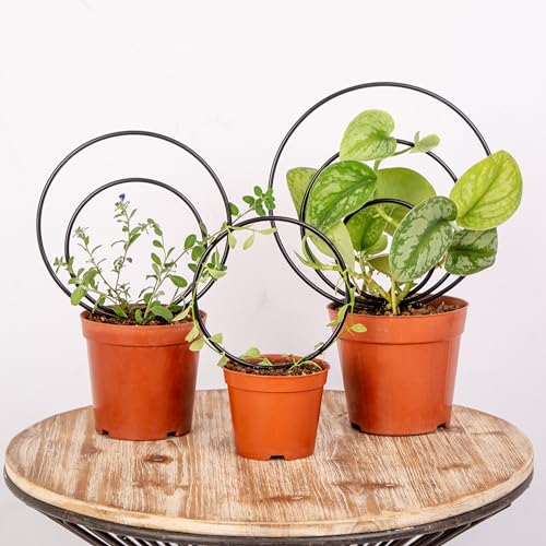 GOOOXIM Premium Hoya Trellis Unique Metal Plant Support for Climbing Plants - color: Black
