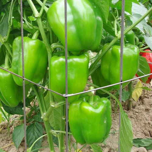 46" Height 12" Width 5PCS Galvanized Square Folding Tomato Cage,Plant Support Stake Tower - size: 12*46inch Sq-Galvanized-5Pack