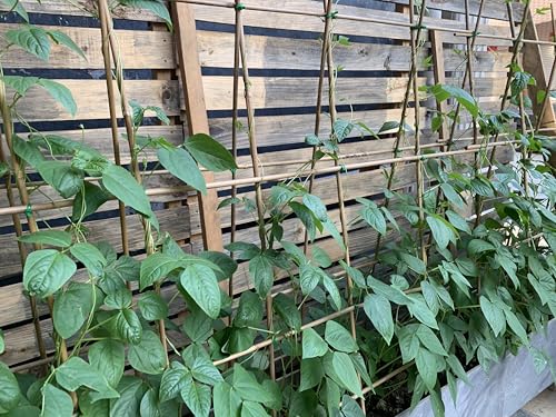 Bamboo Stakes,3Feet,50Pcs,Plant Bamboo Post,GUANGYE,Bamboo Garden Stakes - size: 3Ft,50Pack