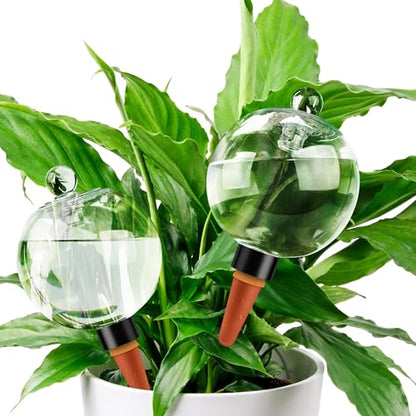 Soilagua 19 oz Up to 2 Weeks Extra Large Plant Watering Globes, 2 Pack - size: 2 Pack