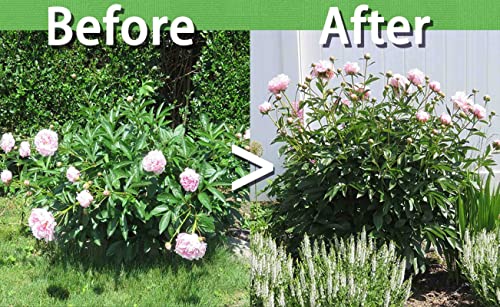 TCBWFY 8 Sets Peony Support Cage, 12" Dia x 24" High, Heavy Duty Metal Plant Support, Grow Through Hoops Grids, 4mm Legs, Green, Round - size: 12"DX24"H-8PCS