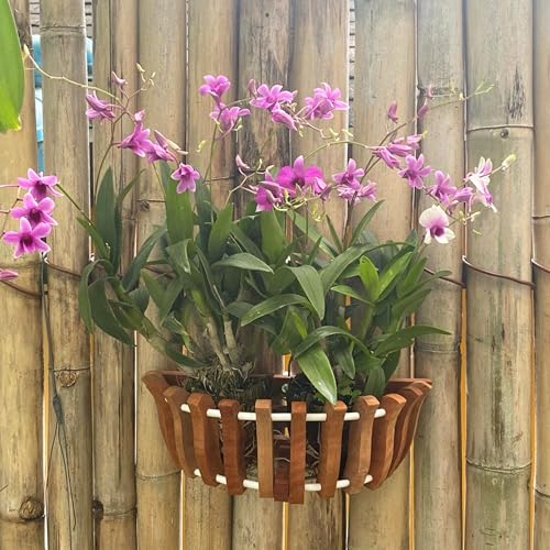 3 Wooden Orchid Wall Planters, Plant Baskets for Wall Mounting (Wall Baskets)