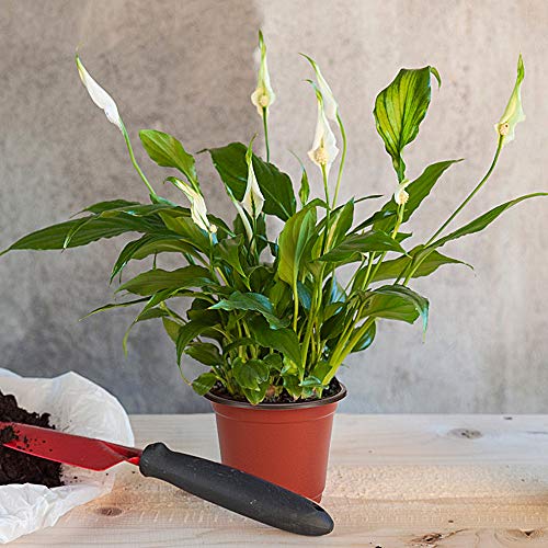 JERIA 200 Pack 6 Inch Plastic Nursery Pots Comewith Drainage Holes, Seedling Flower Plant Container and Seed Starting Pots with 200 Pcs Labels - size: 6 Inch