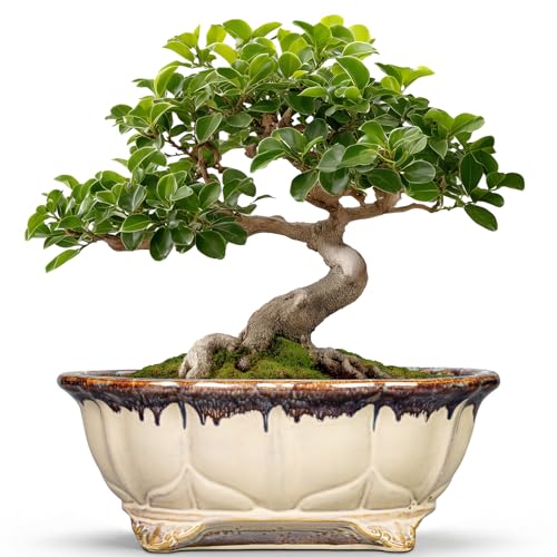 Ceramic Bonsai Tree Pots - 11 Inch Succulent Pots with Drainage Hole, Decorative Bonsai Pot for Indoor Outdoor Plants, Succulent Planters, Front Porch Decor, Gardening Gifts, Oval Beige-Brown - color: Oval Beige-brown, size: 11 Inch