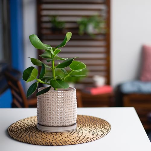 D'vine Dev Beaded Ceramic Pot with Saucer, 4 in, Light Brown, 27-C-Z-4 - color: Light Brown, size: 4.3 Inch