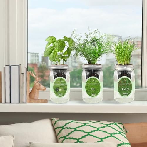 Hydroponic Herb Growing Kit Set, Self-Watering Mason Jar Herb Garden Starter Kit Indoor, Windowsill Herbs Garden, Grow Your Own Herbs from Organic Seeds (Basil, Dill, Chives) - color: Basil, Dill & Chives