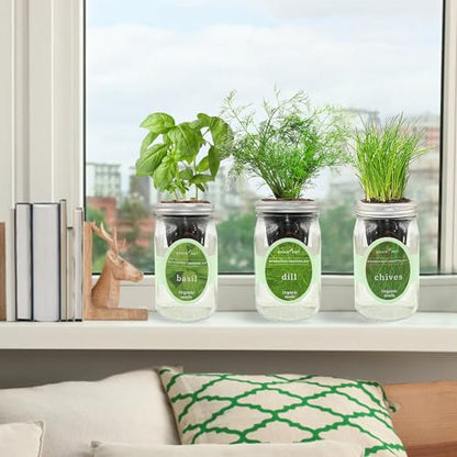 Hydroponic Herb Growing Kit Set, Self-Watering Mason Jar Herb Garden Starter Kit Indoor, Windowsill Herbs Garden, Grow Your Own Herbs from Organic Seeds (Basil, Dill, Chives) - color: Basil, Dill & Chives