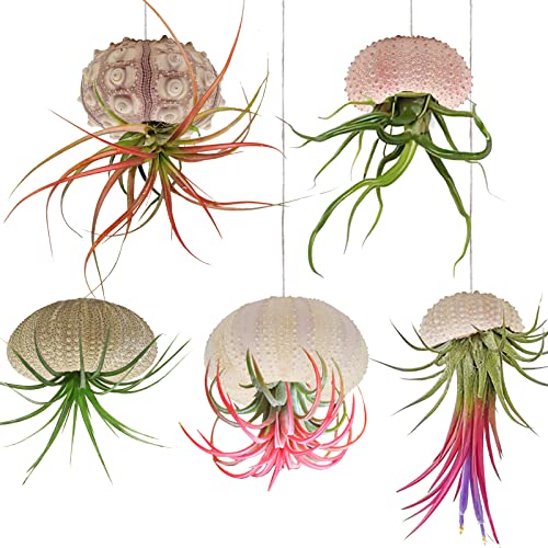 5 Pack Mini Sea Urchin Shell Hanging Pot-Air Plant Holder Hanging Decorative Cute Tillandsia Succulent Display Container with Rustic Ropes for Home Garden Beach Theme Party Wall Indoor Outdoor Decors - color: Sea Urchin