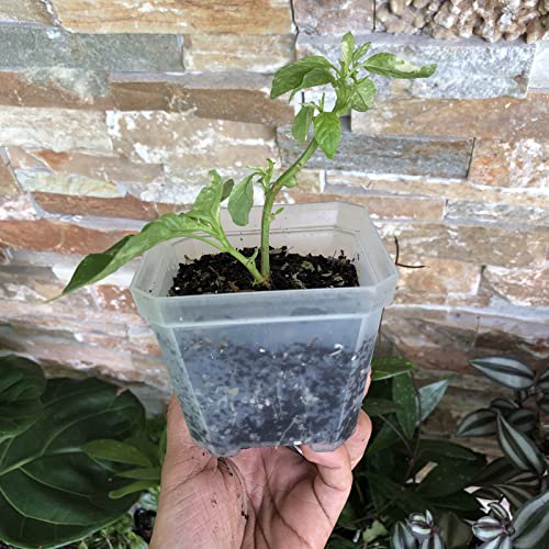 40 PCS 4 Inches Plastic Square Nursery Pot, Transparent Square Plastic Starter Pots with Drainage Hole, Clear Nursery Pots for Your Room, Garden, Office and Balcony Decor - size: 4 Inch 40 PCS