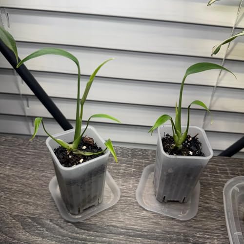 50 Pack 2'' Square Clear Nursery Pots, Mini Transparent Planter - size: 2 Inch