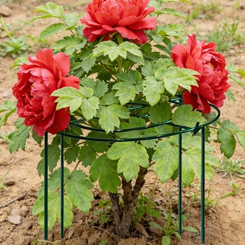 4pack Peony Cages and Supports, 18 x 24 Inch Four Legs Peony Cage, Heavy-Duty Peonies Support Cages, Peony Ring for Roses, Hydrangeas, Sage, Peonies, Cucumbers, Tomato - size: 18"X24"