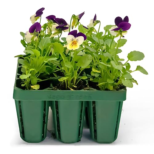 Vego garden Standard Seedling Trays Without Lids, 64 Pack for Seedlings Reusable Propagator Growing Starter Tray, Germination Trays Kit for Greenhouse/Garden (8-Cell per Tray) - size: 64 Packs, style: 8 Cells Standard Size