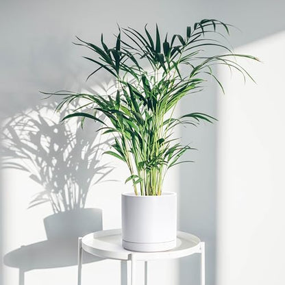 D'vine Dev 8.2 Inch Ceramic Planter Pot, White, 94-O-D-1 - color: White, size: Medium