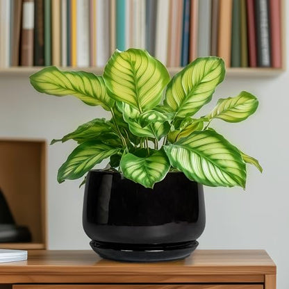 G EPGardening 6 Inch Planter, Ceramic Pot for Plants, Black - color: Black, size: 5 Inch