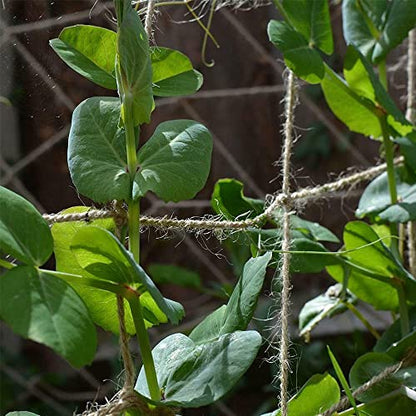 Jute Trellis Netting - Jute Netting for Garden, Heavy Duty Plant Support Netting for Climbing Plants, Cucumber, Vine, Fruits & Vegetables, Climbing Vining Plants (3.3 Ft X 6.6 Ft, 5.9 Inch Squares) - size: 1X2M 15CM