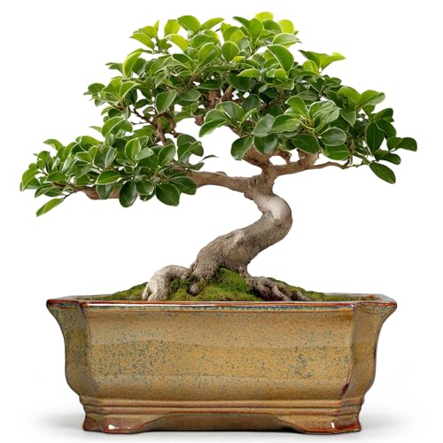 Bonsai Tree Pots 11.6 Inch - Ceramic Bonsai Planter for Succulent Plants, Succulent Pots with Drainage Hole, Large Indoor Flower Pot, Home Decor, Plant Lover Gifts, Rectangular Yellowish Brown - color: Rectangular Yellowish Brown, size: 11 Inch