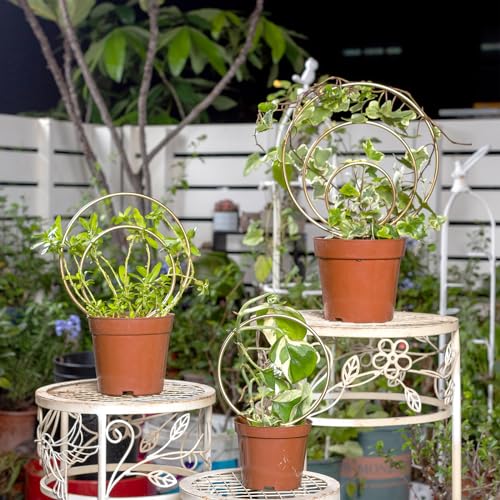 Mirthdino Hoya Trellis- Metal Plant Trellis Indoor 3-Pack for Climbing Plants - Gold Small Garden Trellis for Ivy and Flowers - Unique Patterns - Outdoor Potted Plant Support - color: Gold
